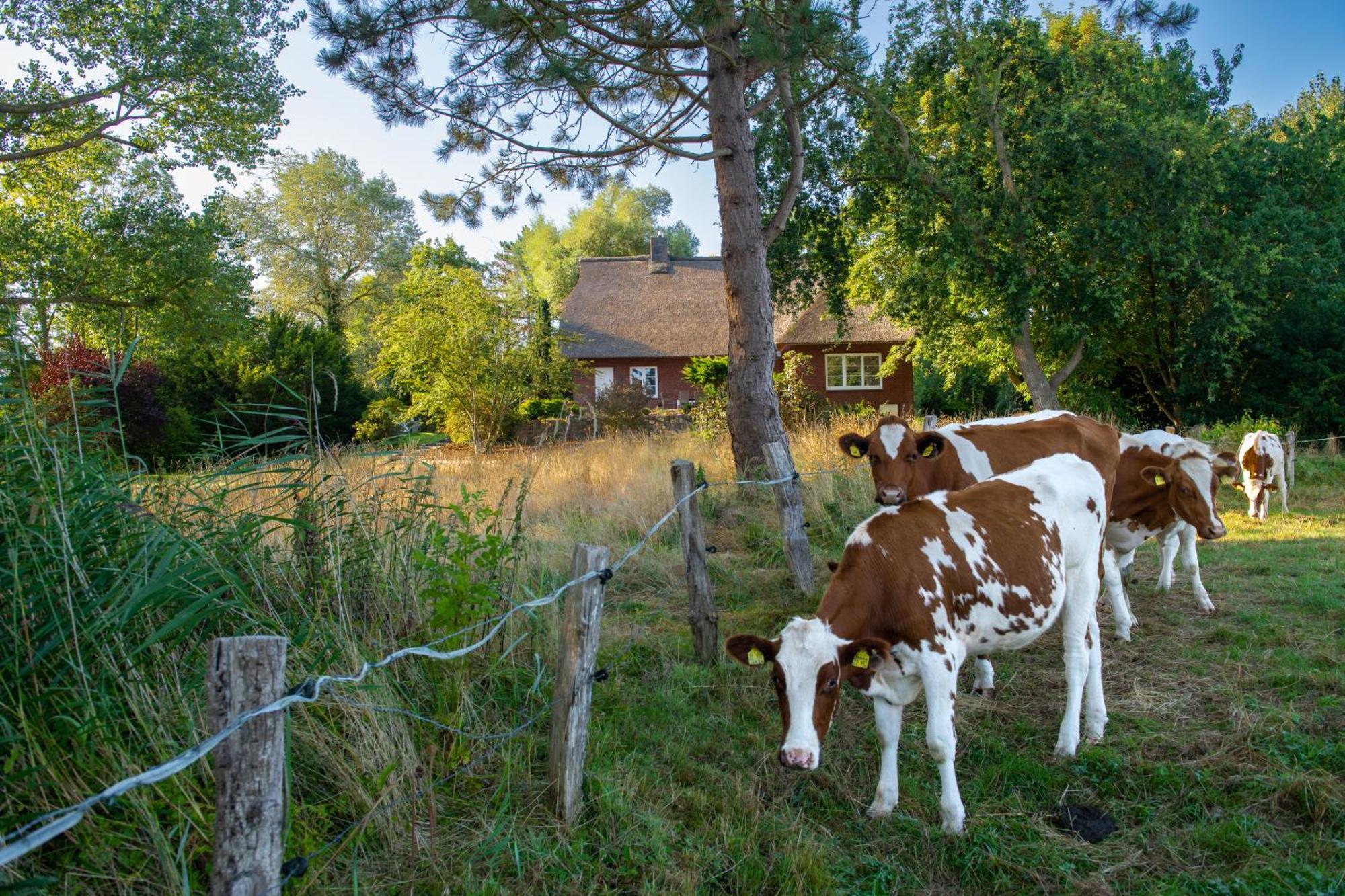 Reetdachhaus Eiderblick Villa Breiholz Bagian luar foto